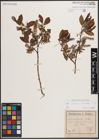 Foto von Salix caprea L. x Salix silesiaca Willd.